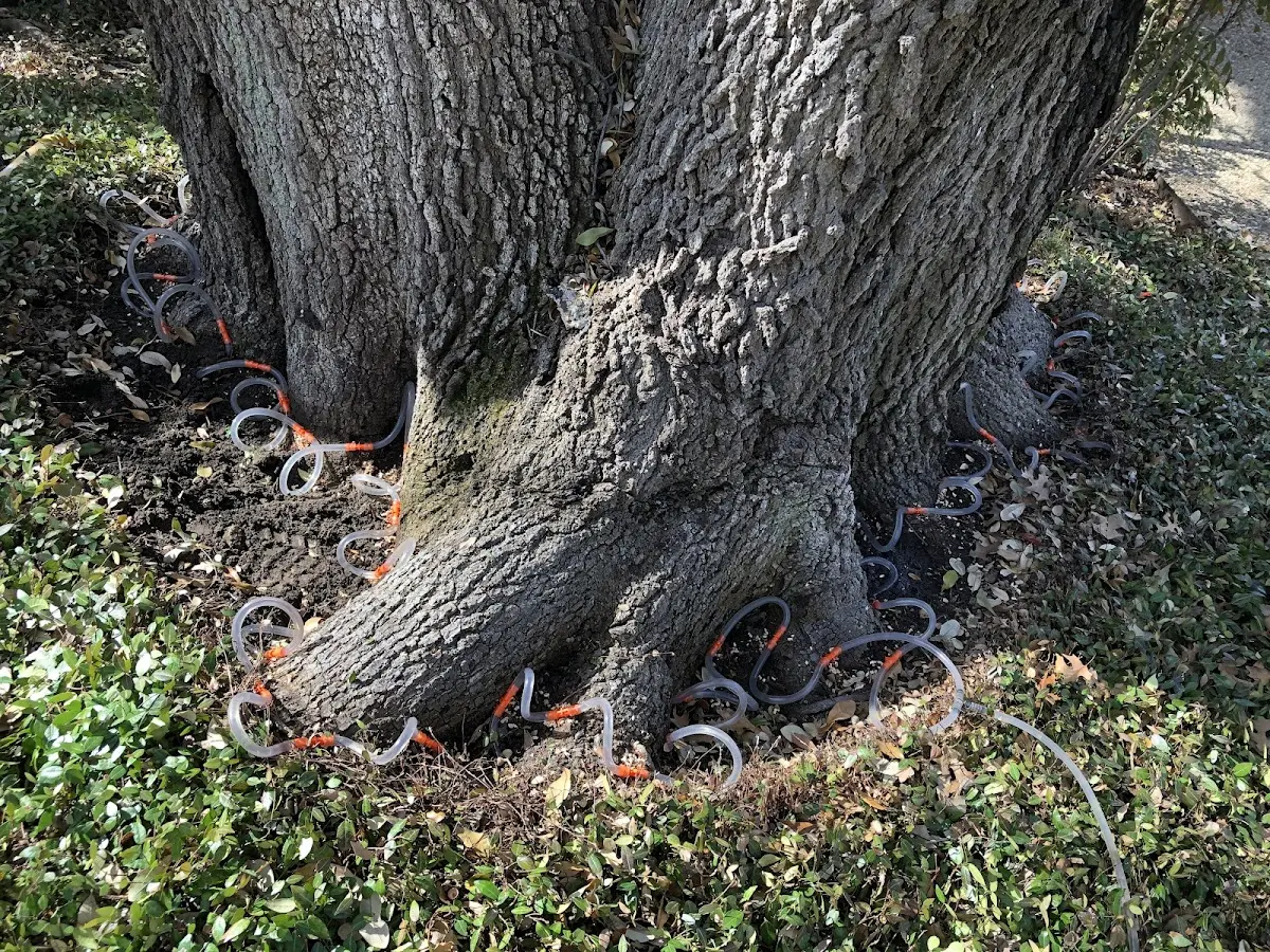 Detailed Tree Cabling and Bracing job site in Mc Intyre