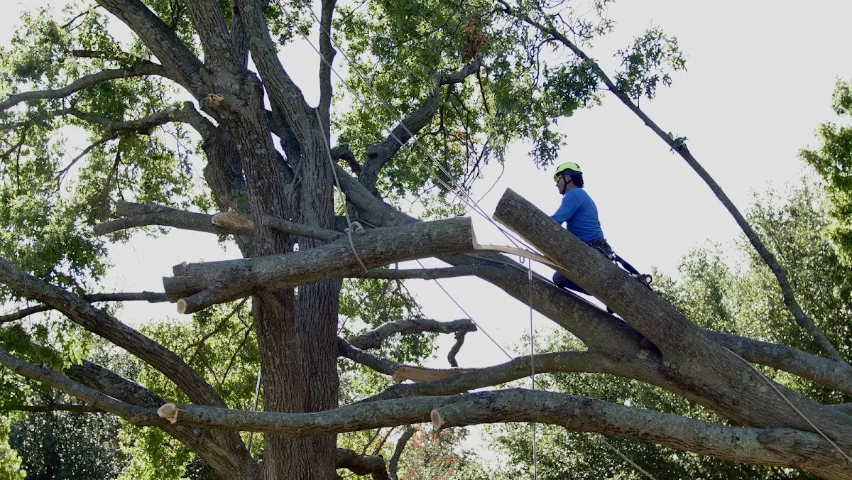 Professional Crown Thinning performed by certified arborists in Mc Intyre